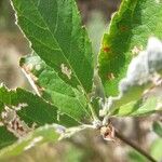 Sorbus chamaemespilus Folio