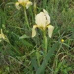 Iris lutescens Habitus