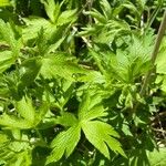 Anemone canadensis Leaf