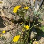 Taraxacum obliquilobum ശീലം