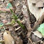 Cissus trifoliata Corteza