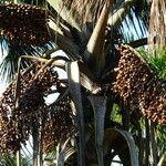 Mauritia flexuosa Fruit