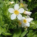 Polemonium carneum Fiore