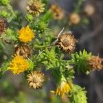 Chiliadenus glutinosus Flower