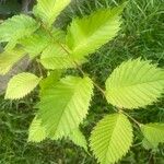 Ulmus americana Frunză