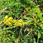 Verbascum chaixiiBlüte