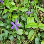 Vinca herbacea Hábitos