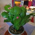 Schlumbergera truncata पत्ता