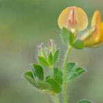Lotus edulis Lorea