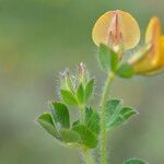 Lotus edulis Fleur