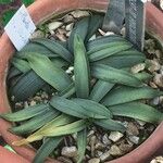 Hyacinthoides lingulata Leaf