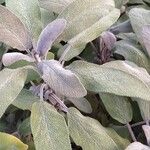 Salvia officinalis Leaf