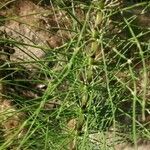 Equisetum telmateia Bark