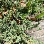 Teucrium dunense List