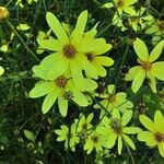 Coreopsis tripteris Flower