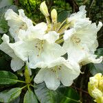 Rhododendron aureum Flor