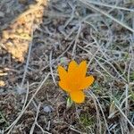 Crocus flavus Blüte