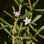 Sesuvium portulacastrum Flower