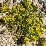 Lepidium flavum ᱛᱟᱦᱮᱸ