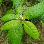 Rauvolfia viridis Flower