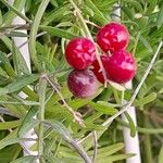 Asparagus aethiopicus Fruit