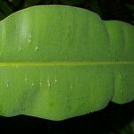 Calophyllum mesoamericanum