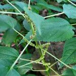 Boehmeria cylindrica Квітка