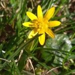 Ranunculus bullatusBlodyn