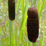 Typha latifolia 果實