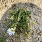 Cerastium latifolium 花