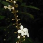 Gonzalagunia stenostachya Flor