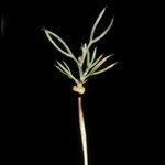 Anarthrophyllum rigidum 叶