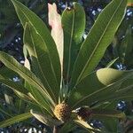 Breonadia salicina Leaf