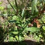 Epilobium lanceolatum Leaf