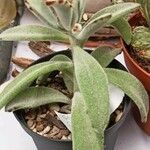 Kalanchoe tomentosa 葉