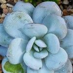 Echeveria laui ഇല