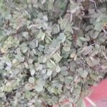Bauhinia rufescens Hoja