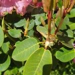 Rhododendron williamsianum Leaf
