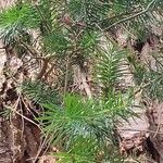 Pseudotsuga macrocarpa Yaprak