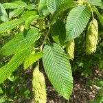 Carpinus cordata Hoja