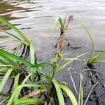 Sparganium emersum Libunga