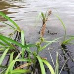 Sparganium emersum Habitat