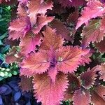 Coleus decurrens 叶