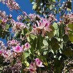 Bauhinia purpurea Květ