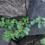 Stemodia verticillata Blatt