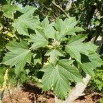 Acer diabolicum Leaf