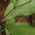 Tetraberlinia bifoliolata Blatt