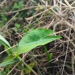 Colocasia esculenta Листок