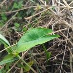 Colocasia esculenta叶