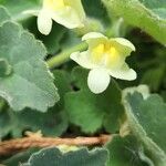 Asarina procumbens Kvet